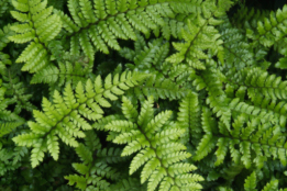 Polystichum polyblepharum Glansnaaldvaren bestellen